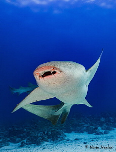 Nurse Shark close up in the Maldives. by Norm Vexler 